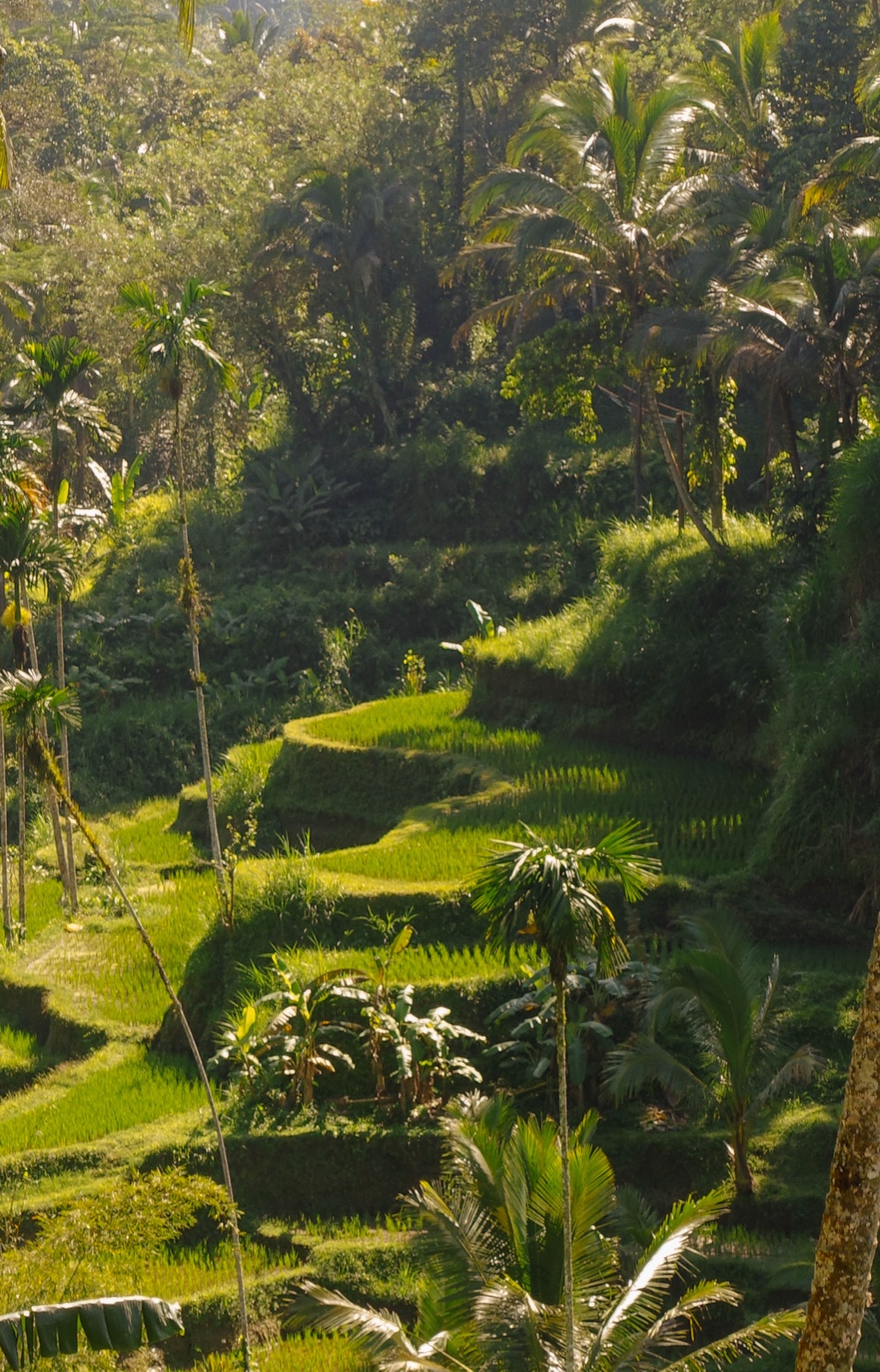Rice terraces in morning light
