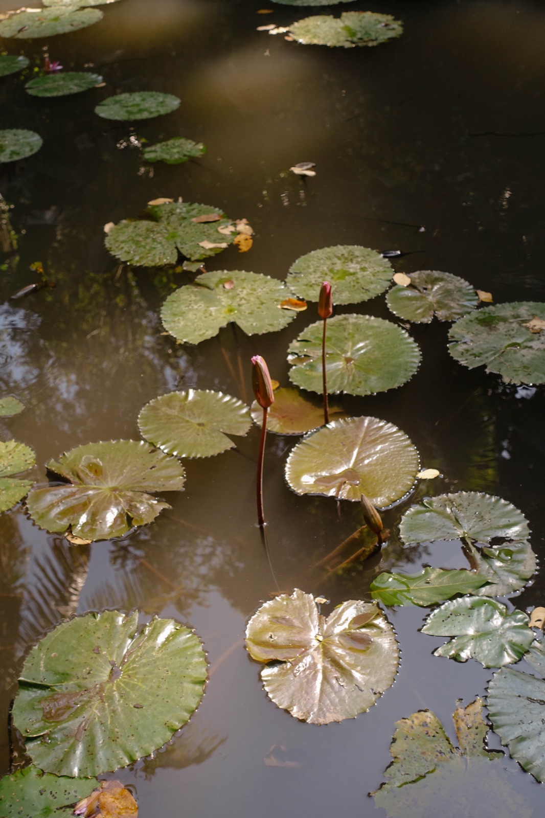 Lily pond reflections