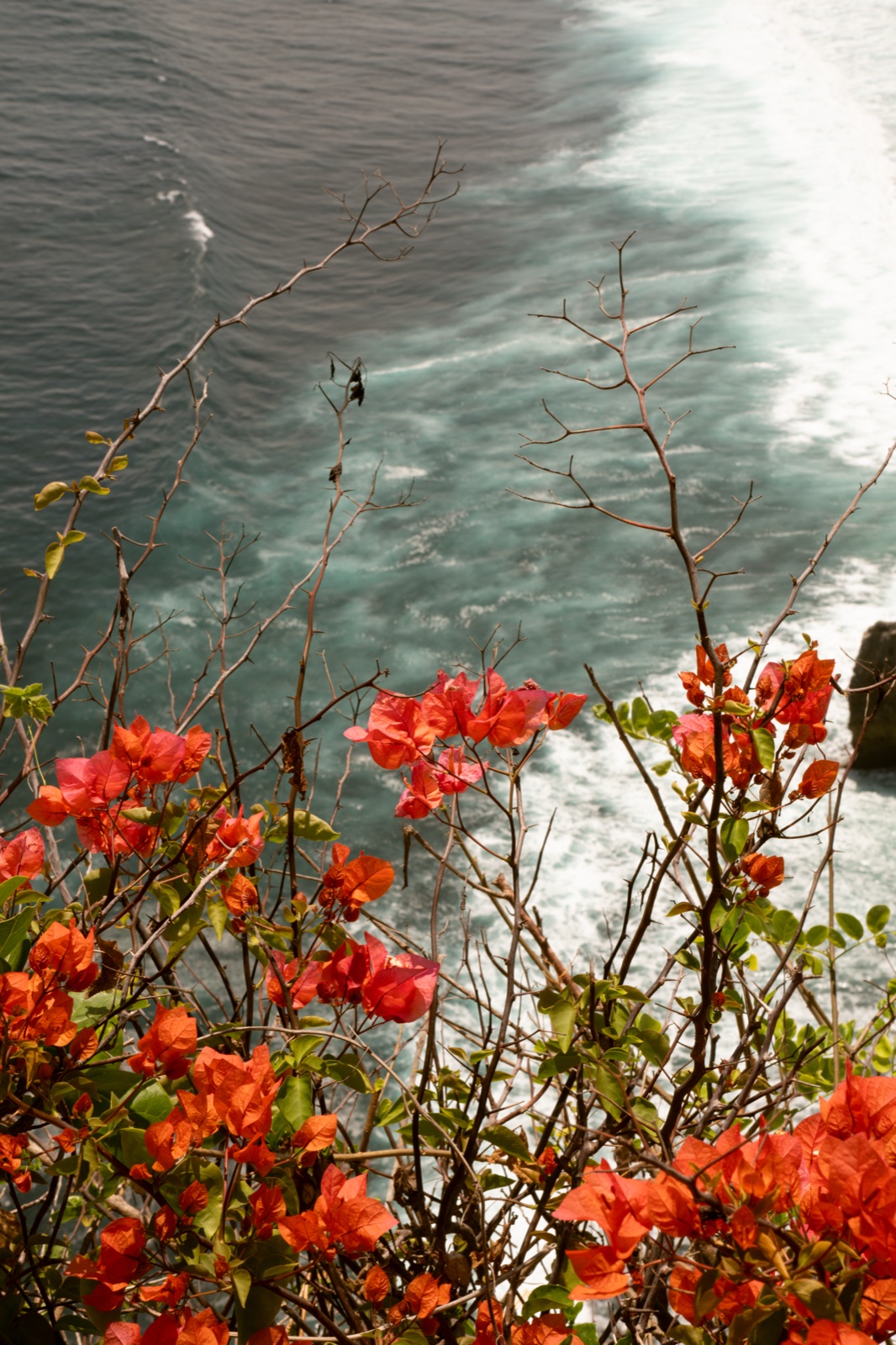 Bougainvillea over the ocean